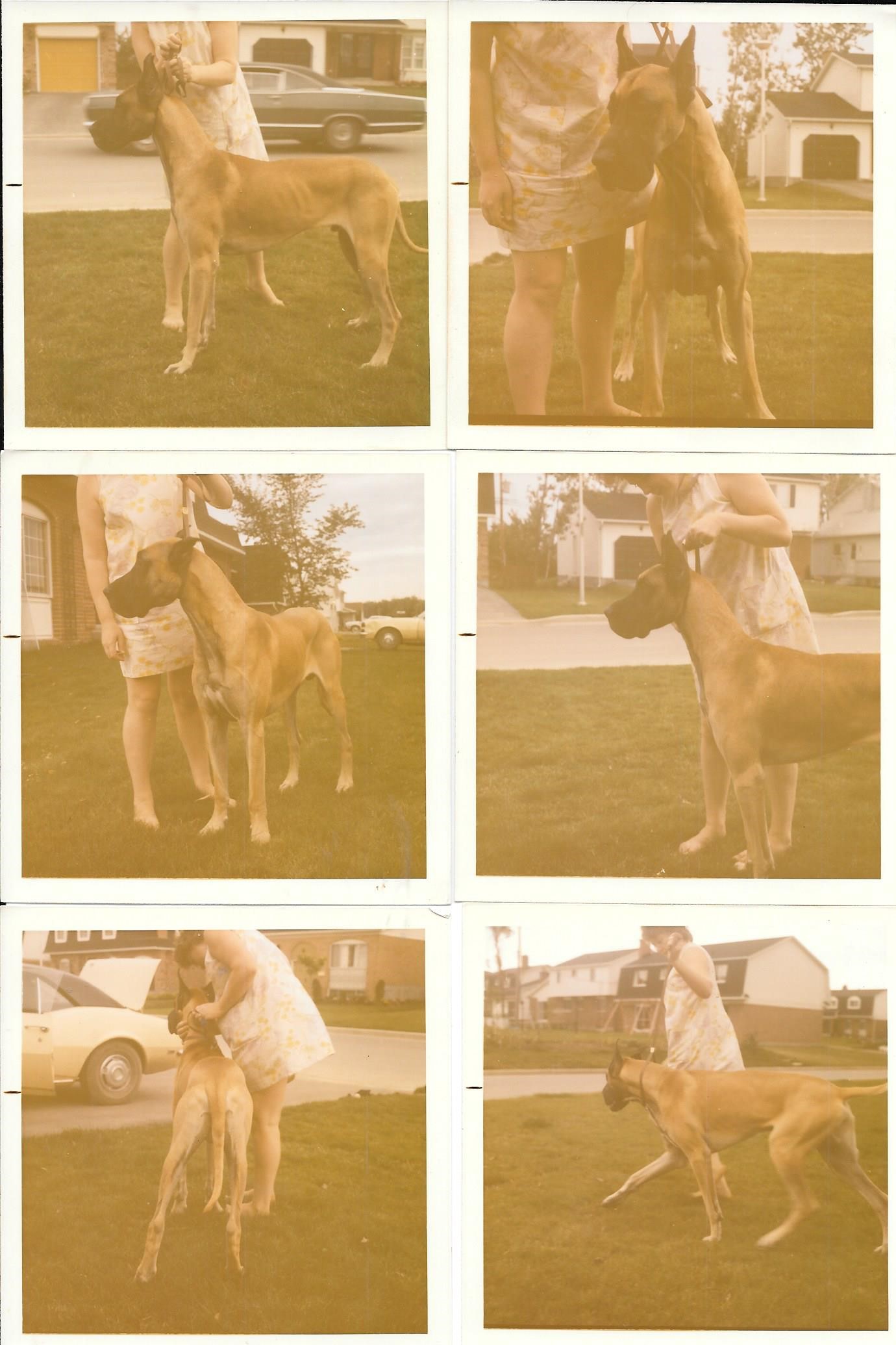 Lanes Turn Sultan Oct 1978 - 17mos